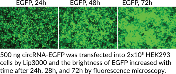EGFP circRNA