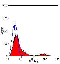 Anti-CD71 / Transferrin Receptor (RPE), clone OX-26