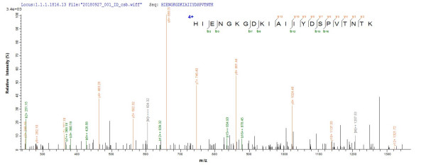 Acyl-CoA synthetase short-chain family member 3, mitochondrial (ACSS3), human, recombinant