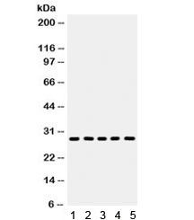 Anti-AQP1 / Aquaporin 1