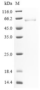 Aldehyde dehydrogenase, mitochondrial (Aldh2), rat, recombinant