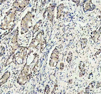 Anti-RANBP3 / Ran-binding protein 3