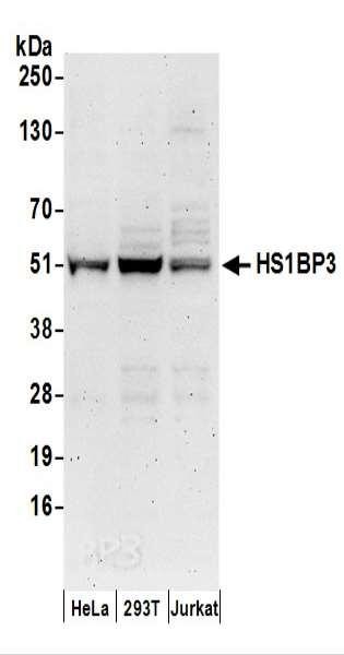 Anti-HS1BP3
