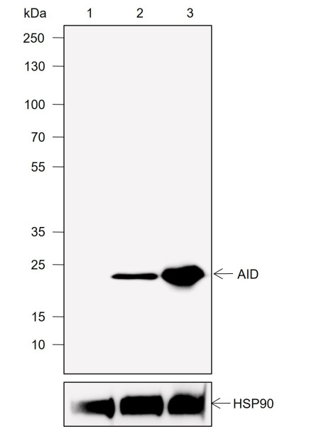 Anti-Recombinant AID, clone A767