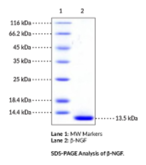 beta-NGF (mouse, recombinant)