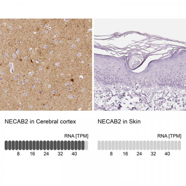 Anti-NECAB2