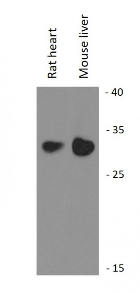 Anti-SLC25A6 / ANT3