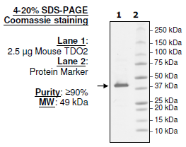 Mouse TDO2, His-tag