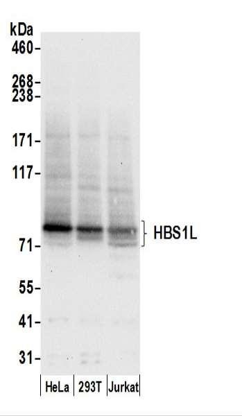 Anti-HBS1L