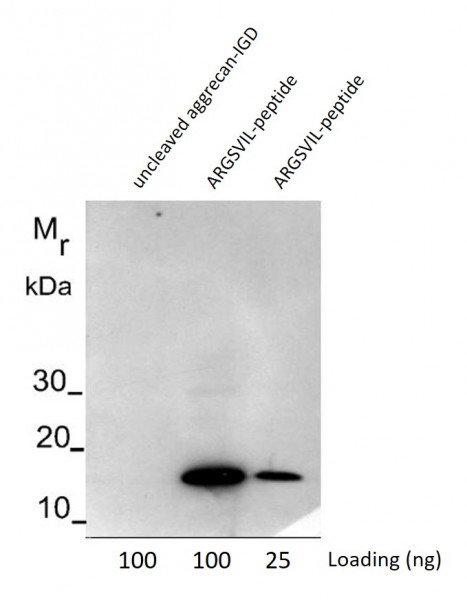 Anti-ACAN / Aggrecan Neoepitope, clone N38