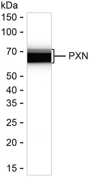 Anti-Paxillin