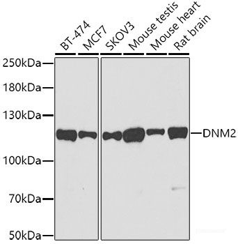 Anti-DNM2