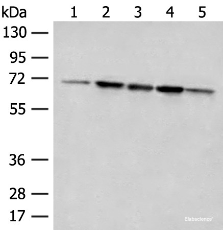 Anti-ACSF2