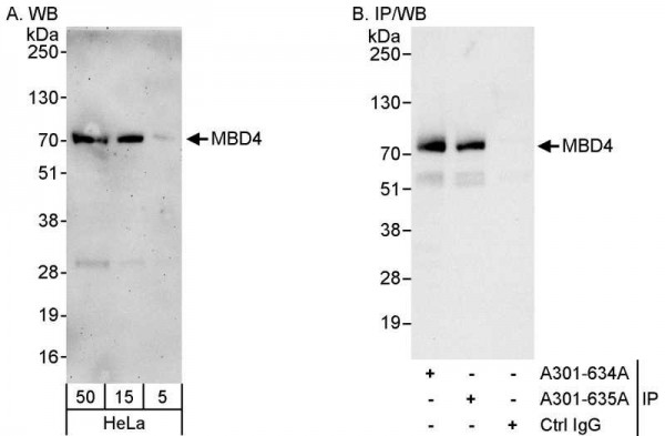 Anti-MBD4