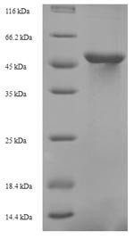 Probable tRNA threonylcarbamoyladenosine biosynthesis protein KAE1 (KAE1), Saccharomyces cerevisiae,