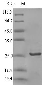 C-X-C motif chemokine (CXCL9), rabbit, recombinant
