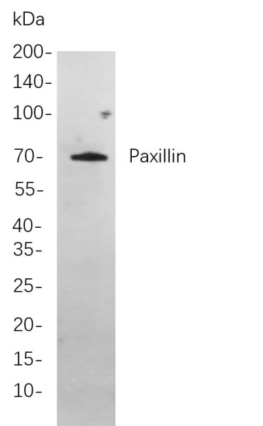 Anti-Recombinant Paxillin, clone 7A7