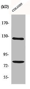 Anti-COL1A2
