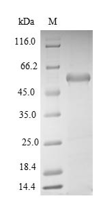 Aminoacyl tRNA synthase complex-interacting multifunctional protein 1 (Aimp1), mouse, recombinant