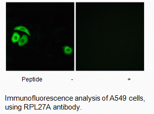 Anti-RPL27A