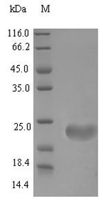 Beta-defensin 4 (Defb4), mouse, recombinant
