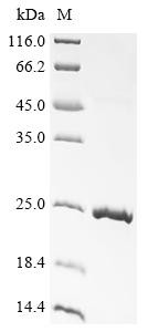 Growth/differentiation factor 9 (GDF9), sheep, recombinant