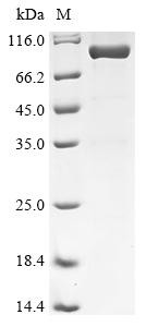 Dual specificity mitogen-activated protein kinase kinase 3 (MAP2K3), Biotinylated, human, recombinan