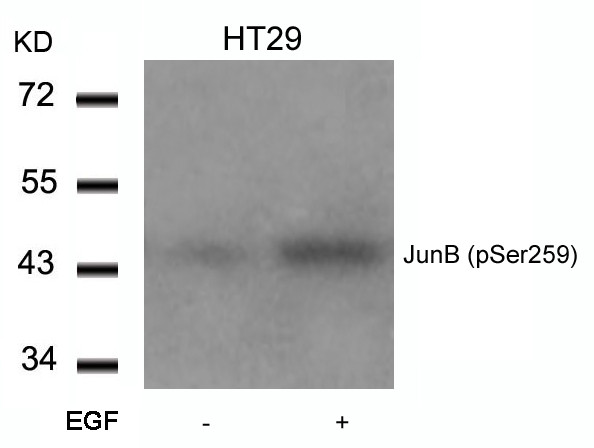 Anti-phospho-JunB (Ser259)