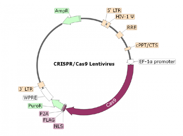 TIGIT CRISPR/Cas9 Lentivirus (Non-Integrating)