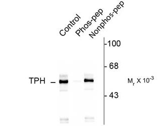 Anti-phospho-Tryptophan Hydroxylase (Ser260)