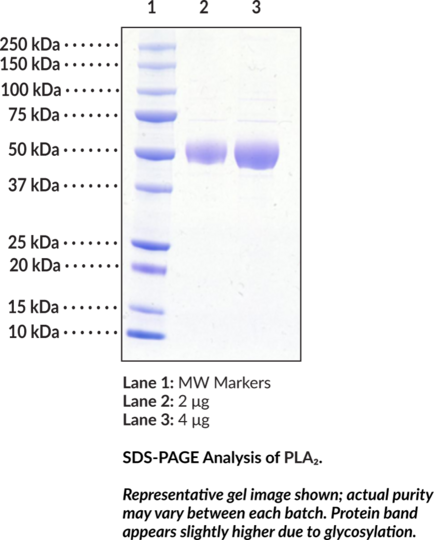 PLA2 (human, recombinant Group XV)