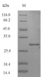 ATP-dependent Clp protease ATP-binding subunit ClpC (clpC), partial, Staphylococcus aureus, recombin