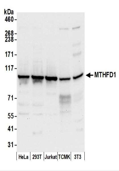 Anti-MTHFD1