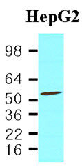 Anti-PDCD4, clone k4C1