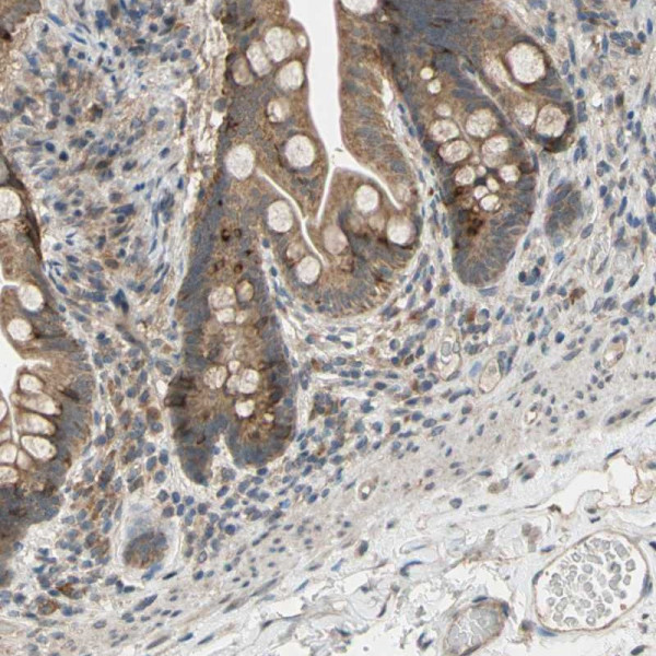 Anti-CD164