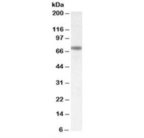 Anti-Netrin 1