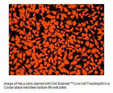 Cell Explorer(TM) Live Cell Tracking Kit *Orange Fluorescence*