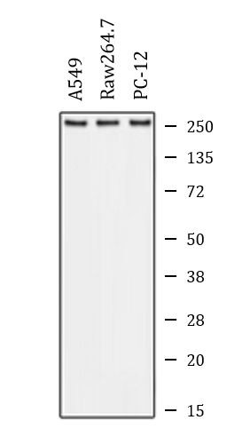 Anti-ABCA1