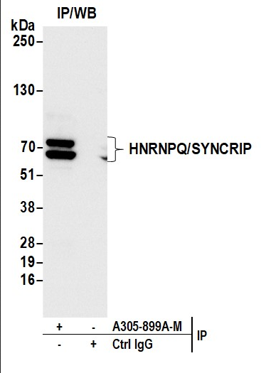 Anti-HNRNPQ/SYNCRIP
