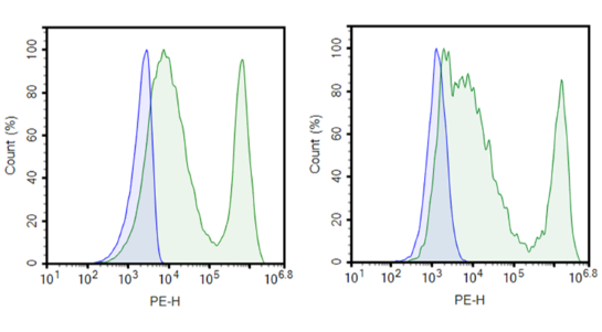 Anti-BCMA CAR Lentivirus (VHH1/VHH2 ScFv-CD8-4-1BB-CD3zeta)