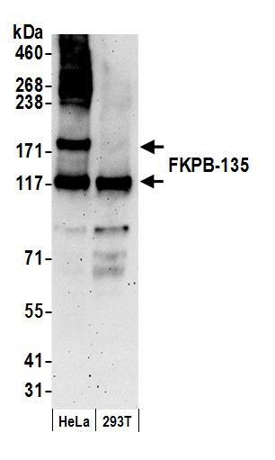 Anti-FKBP-135