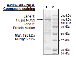 NOS3, human recombinant protein, His-Flag tag