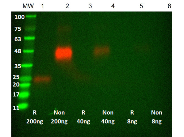 Anti-VEGF [Recombinant Fab Antibody]