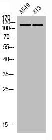 Anti-TENC1