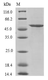 Splicing factor U2AF 26KDA subunit (U2AF1L4), human, recombinant