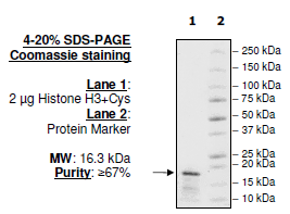 Biotinylated Histone H3, Full Length, Recombinant Protein