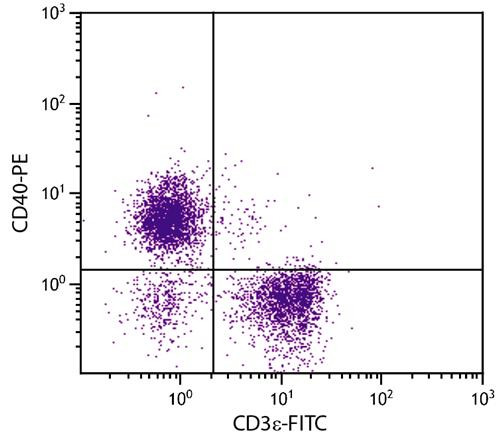 Anti-CD40 (PE), clone 1C10