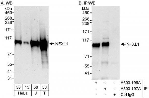 Anti-NFXL1