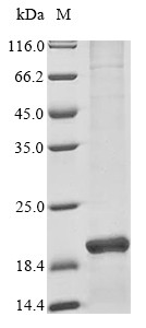 Iron-sulfur cluster assembly enzyme ISCU, mitochondrial (ISCU), human, recombinant