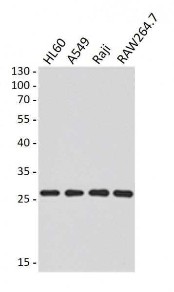 Anti-ASC / TMS1